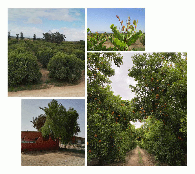 Agricultural Companies